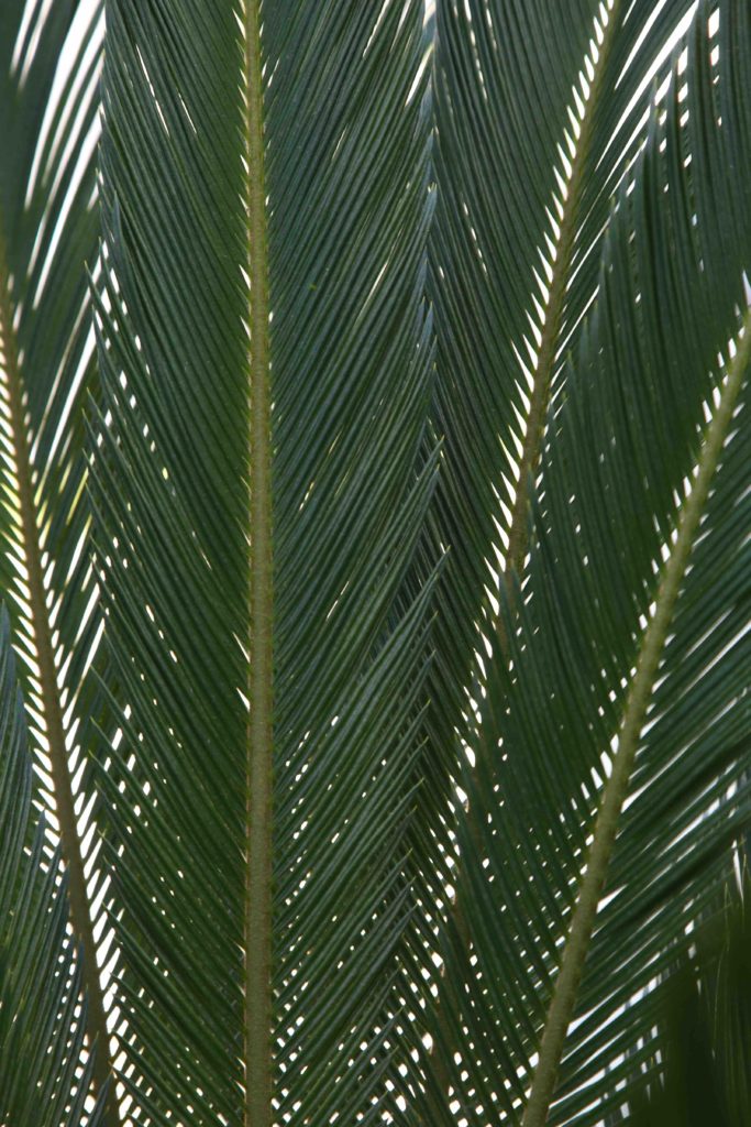 Columbia Square Living plant